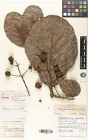 Type of Mitragyna chevalieri K.Krause [family RUBIACEAE]
