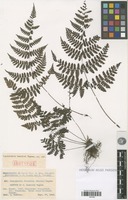 Isotype of Cornopteris tashiroi Tagawa [family PTERIDOPHYTA]
