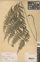 Isotype of Monachosorum arakii Tagawa [family PTERIDOPHYTA]