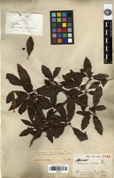 Holotype of Stranvaesia undulata Decne. [family ROSACEAE]