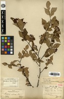 Type of Pourthiaea thunbergii Decne. [family ROSACEAE]