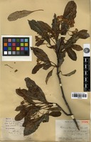 Holotype of Photinia davidsoniae Rehder & E.H.Wilson var. ambigua Cardot [family ROSACEAE]