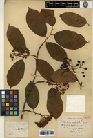 Isotype of Photinia notabilis C.K.Schneid. [family ROSACEAE]