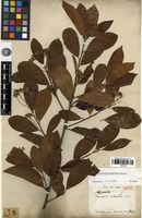 Isotype of Stranvaesia calleryana Decne [family ROSACEAE]