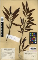 Syntype of Photinia benthamiana Hance var. salicifolia Cardot [family ROSACEAE]