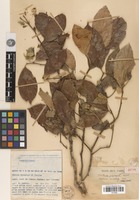 Isotype of Photinia pirocarpa J.E.Vidal [family ROSACEAE]
