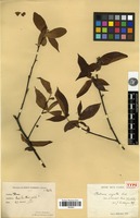 Holotype of Photinia arguta Lindl. var. sinensis Cardot [family ROSACEAE]