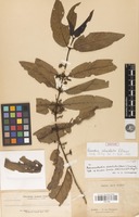 Isotype of Anomanthodia alveolata (Elmer) Tirveng. [family RUBIACEAE]