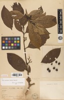 Syntype of Randia oxyodonta Drake [family RUBIACEAE]