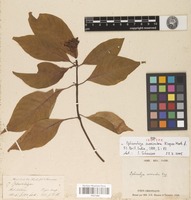 Isosyntype of Ophiorrhiza succirubra King ex Hook.f. [family RUBIACEAE]
