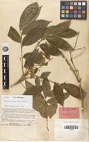 Isoneotype of Ptelea arborea Blanco [family RUTACEAE]