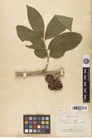 Isotype of Harpullia condorensis Pierre [family SAPINDACEAE]