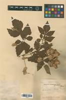 Type of Serjania columbiana radlk. [family SAPINDACEAE]