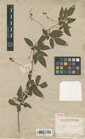 Isotype of Serjania hirsuta Cambess. [family SAPINDACEAE]