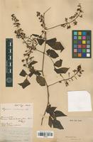 Type of Serjania pedicellaris Radlk. [family SAPINDACEAE]