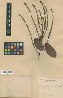 Isotype of Paullinia firma Radlk. [family SAPINDACEAE]