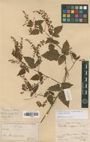 Syntype of Urvillea stipitata f. subhirsuta Radlk. [family SAPINDACEAE]