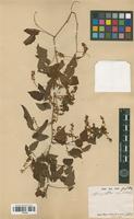 Syntype of Urvillea stipitata Radlk. [family SAPINDACEAE]