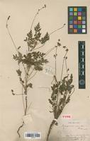Isotype of Cardiospermum anomalum Cambess. [family SAPINDACEAE]