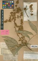 Isotype of Lepisanthes ferruginea (Radlk.) Leenh. [family SAPINDACEAE]