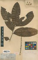 Type of Talisia cupularis Radlk. [family SAPINDACEAE]