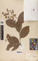 Type of Banisteria blanchetiana A.Juss. [family MALPIGHIACEAE]