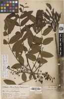 Holotype of Zanthoxylum aculeatissimum Engl. [family RUTACEAE]