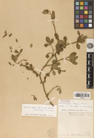 Isotype of Zanthoxylum longipes Rose [family RUTACEAE]