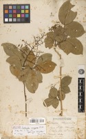 Holotype of Zanthoxylum monogynum A.St.-Hil. [family RUTACEAE]