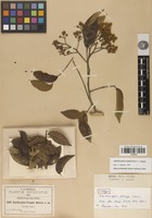 Isotype of Zanthoxylum pringlei S.Watson [family RUTACEAE]