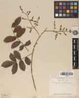 Isotype of Zanthoxylum stelligerum Turcz. [family RUTACEAE]
