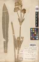 Lectotype of espeletia schultzii Wedd. [family ASTERACEAE]