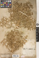 Type of Echinophora platyloba DC. [family APIACEAE]