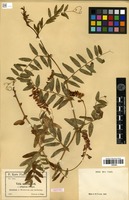 Isotype of Vicia amoena Fisch. ex Ser. f. elliptica Freyn. [family FABACEAE]