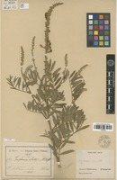 Type of Tephrosia elata Deflers [family FABACEAE]