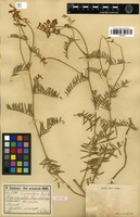 Isotype of Vicia variabilis Freyn & Sint. fo. grandiflora Freyn & Sint. [family FABACEAE]