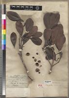 Type of Calophyllum chapelieri Drake [family CLUSIACEAE]