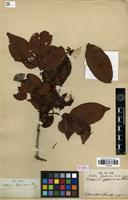 Type of Crudia zeylanica Benth. [family FABACEAE]