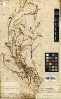 Filed as Vicia monantha Desf. [family FABACEAE]