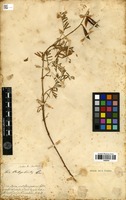 Filed as Vicia onobrychioides L. [family FABACEAE]