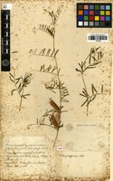 Holotype of Vicia peregrina L. [family FABACEAE]