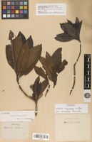 Isotype of Webera corymbosa Willd. var. montana Thwaites [family RUBIACEAE]