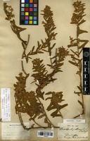 Holotype of Convolvulus perraudieri Coss. [family CONVOLVULACEAE]