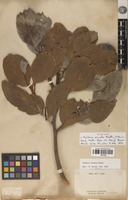 Syntype of Arytera arcuata Radlk. [family SAPINDACEAE]