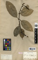 Type of Ficus alutacea Blume [family MORACEAE]