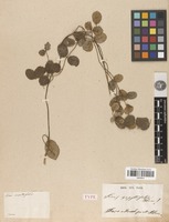 Type of Ficus serpyllifolia Blume [family MORACEAE]
