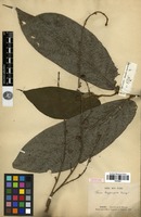 Syntype of Ficus hypogoea King [family MORACEAE]