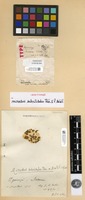 Isotype of Microdus subnitidulus Thér. & P. de la Varde [family DICRANACEAE]