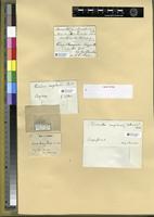 Filed as Dicranella congolensis (Ren. & Card.) Broth. [family BRYOPSIDA]