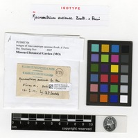 Isotype of Macromitrium ousiense Broth. & Paris [family ORTHOTRICHACEAE]